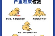 柯基犬最近老是吐黄沫？铲屎官必看原因分析！