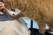 猫猫踩奶是表达什么意思,猫猫踩奶打呼噜什么意思