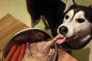 吃肉的狗有哪些,狗吃肉吗
