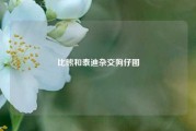 比熊和泰迪杂交狗仔图
