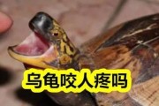 巴西龟咬人吗会咬人吗,巴西龟咬主人吗