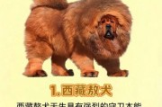 注意了！这五种狗最不忠心，养狗人士必看！