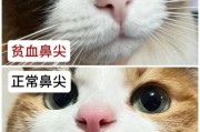猫咪鼻子发白吃什么补血,猫咪鼻子发白牙龈发白怎么回事