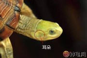 揭秘乌龟的听力秘密,它们真的没有耳朵吗