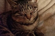 狸猫换太子里的主角,中华狸花猫的真实身份和故事