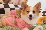 猫咪能吃面包吗甜的,狗狗能吃面包片吗