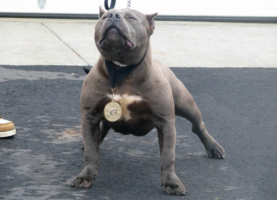 万恶之首:比特犬的恐怖咬合力(意式凶神恶煞:纽波利顿犬的震慑力)