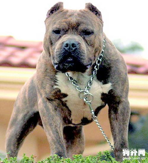 万恶之首:比特犬的恐怖咬合力(意式凶神恶煞:纽波利顿犬的震慑力)