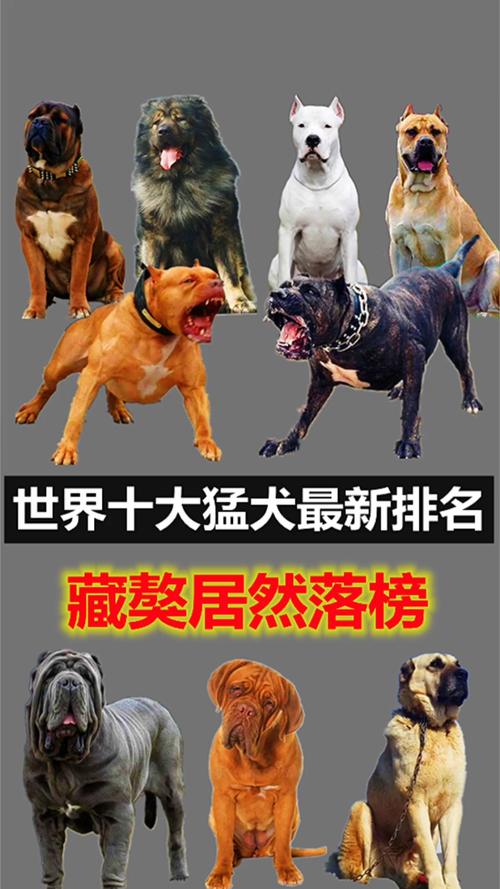 世界十大恶犬盘点(世界十大恶犬排行榜)