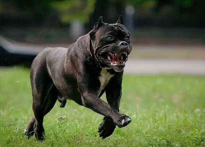 世界十大恶犬盘点(世界十大恶犬排行榜)