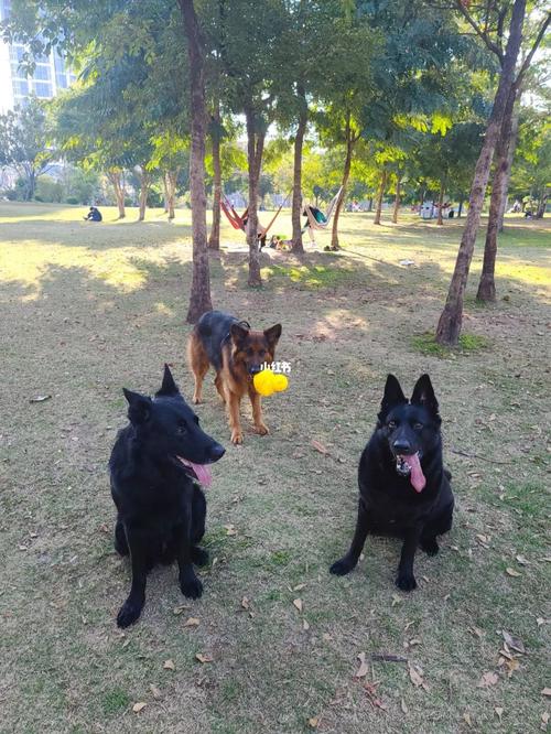东德牧和西德牧的差异(弓背与平背德国牧羊犬的优缺点)
