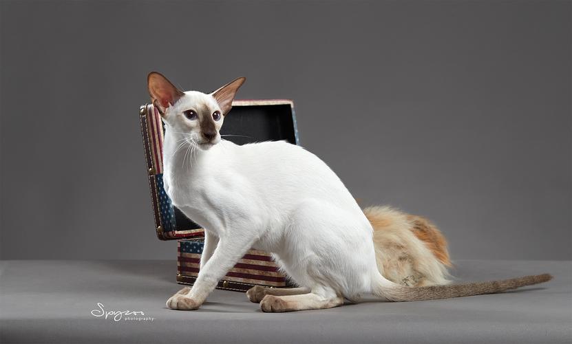 东短猫,东方短毛猫的魔法魅力