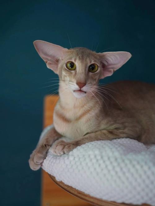 东短猫,东方短毛猫的魔法魅力