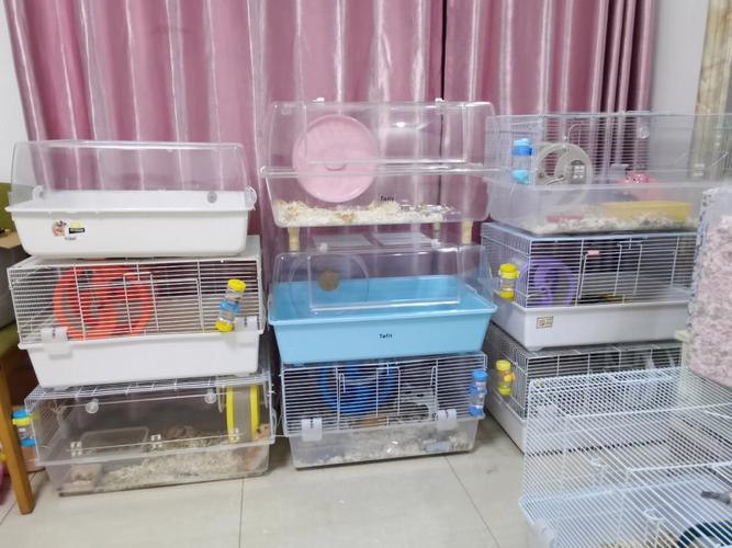 为仓鼠创造无声环境(仓鼠咬笼子的原因可能是缺少关键微量元素)