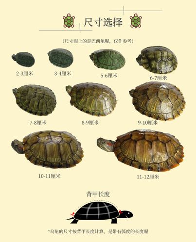 乌龟的品种(十大乌龟品种排行榜)