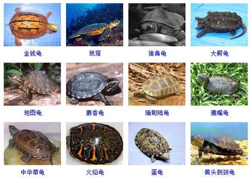 乌龟的品种(十大乌龟品种排行榜)