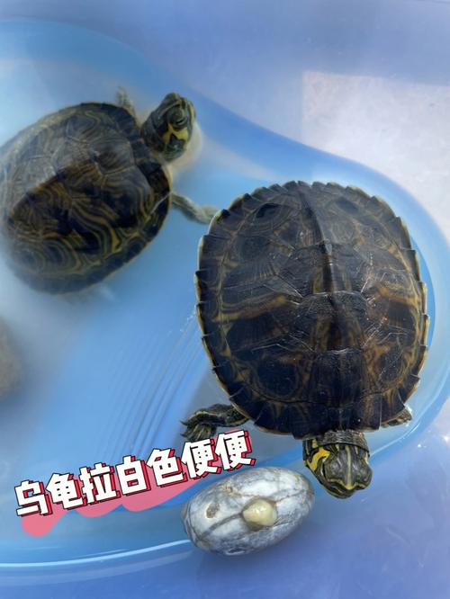 乌龟肠胃炎怎么治(乌龟肠胃炎初期症状及治疗措施)