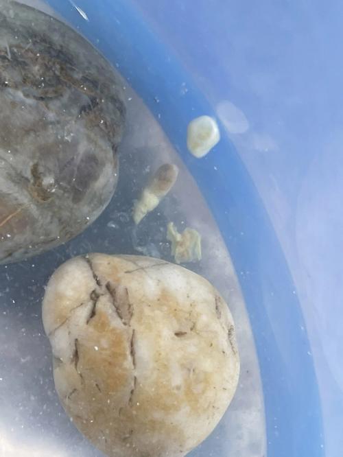 乌龟肠胃炎怎么治(乌龟肠胃炎初期症状及治疗措施)