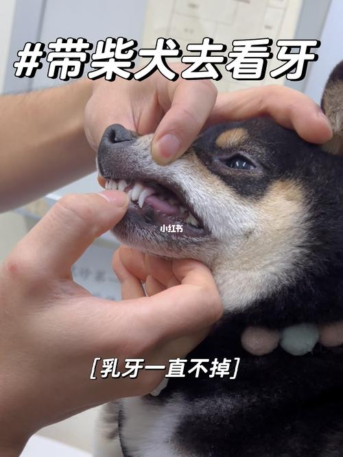 了解小狗换牙时间,狗狗换牙期间的6大注意事项