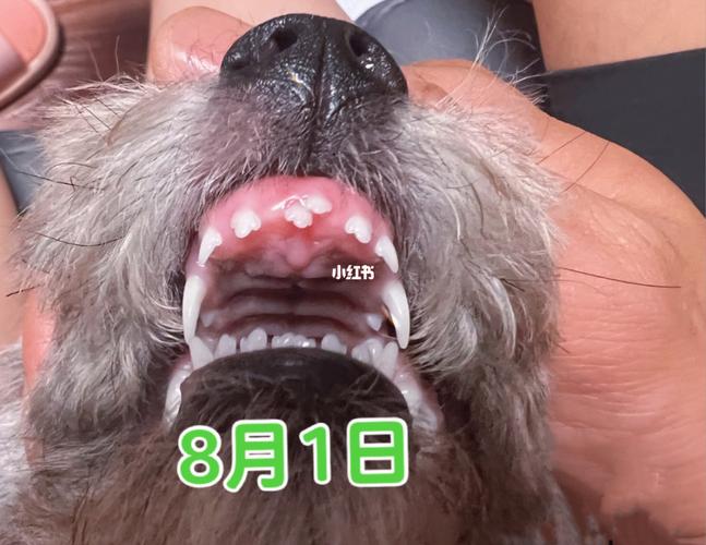 了解小狗换牙时间,狗狗换牙期间的6大注意事项
