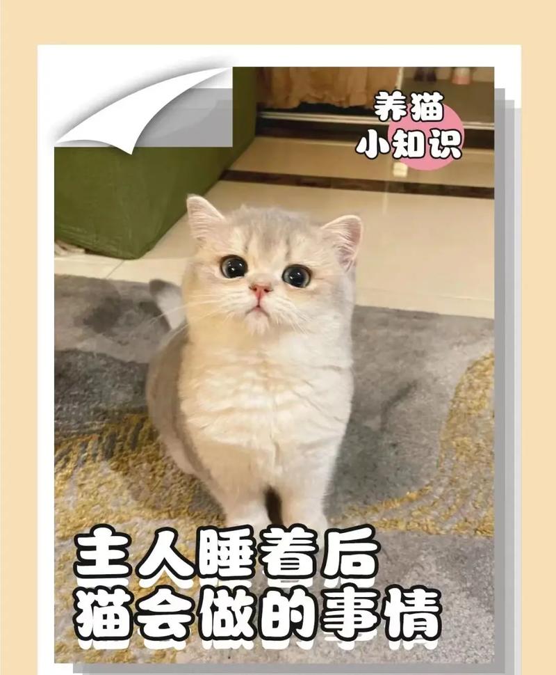 什么属相不能养猫咪(什么属相不能养猫猫咪的穿衣服)