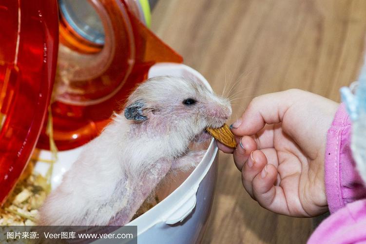 仓鼠可以吃葡萄吗(给仓鼠吃葡萄的注意事项和建议)