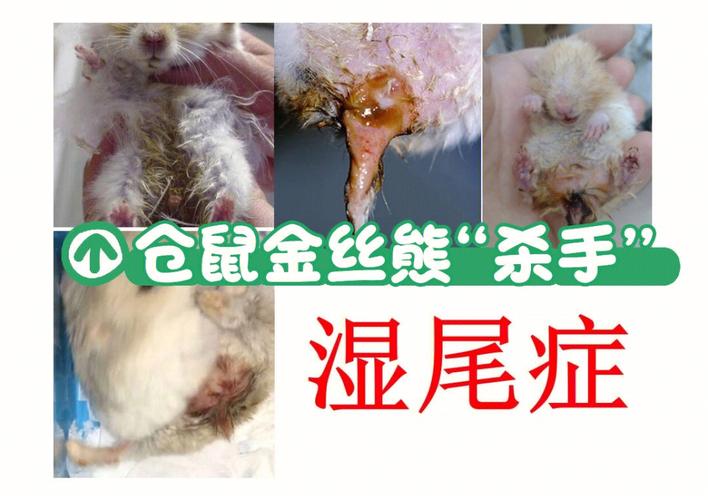 仓鼠湿尾怎么办(幼鼠湿尾如何处理)