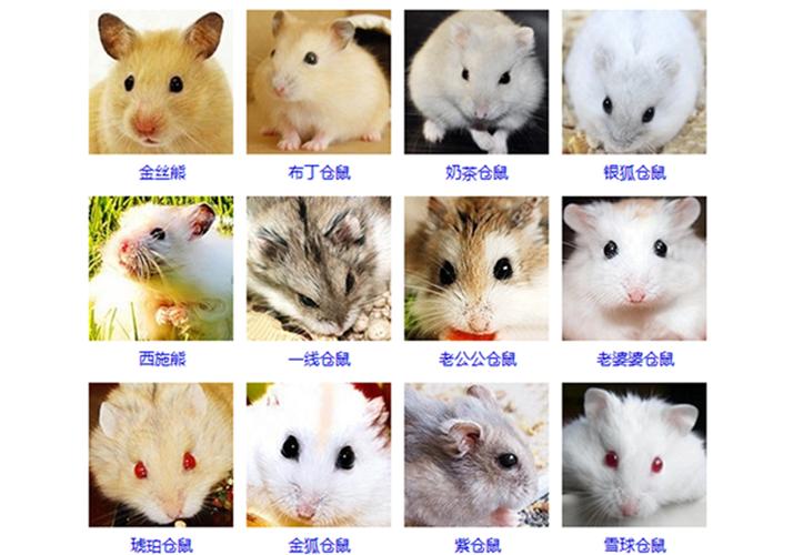 仓鼠的种类(各种形态各异的仓鼠种类让你眼花缭乱)