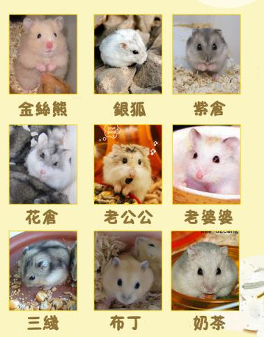 仓鼠种类(常见的国内外仓鼠种类大揭秘)