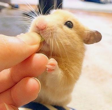 仓鼠能吃西瓜吗,猫可以吃鱼肝油吗
