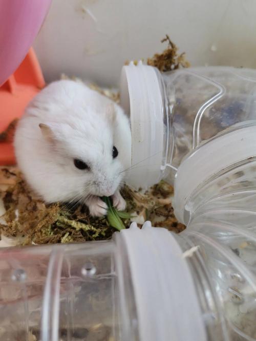 仓鼠能吃西瓜吗,猫可以吃鱼肝油吗