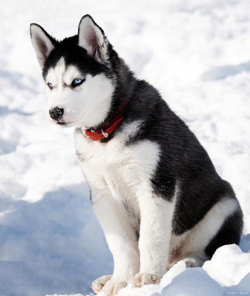 令⼈惊喜的智商(犬类智商榜第 33 名的雪橇犬)