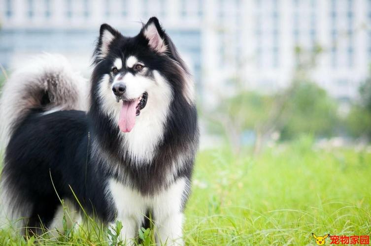 令⼈惊喜的智商(犬类智商榜第 33 名的雪橇犬)