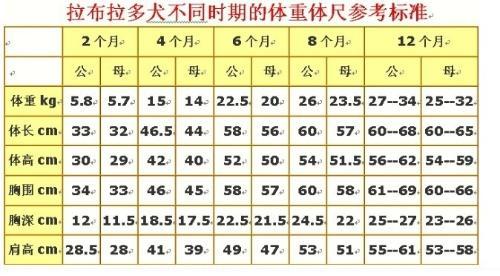 公母拉布拉多体重差异,拉布拉多从2个月到12个月的体重变化