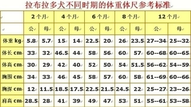 公母拉布拉多体重差异,拉布拉多从2个月到12个月的体重变化