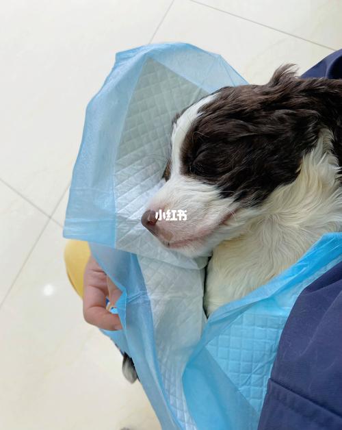 刚到你家的小狗多久能洗澡(幼犬打完疫苗后多久才能洗澡)