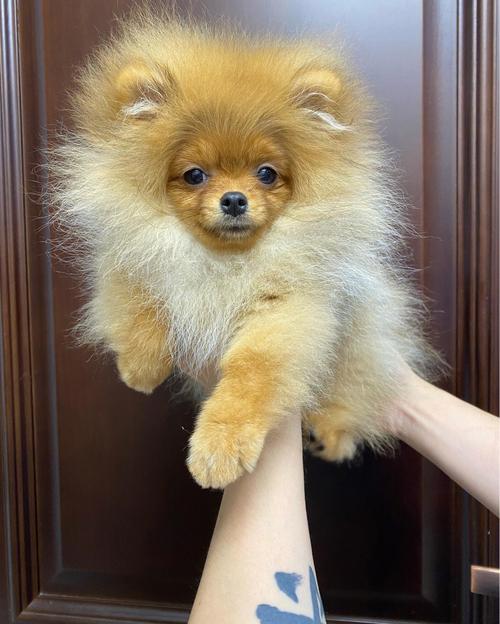 博美犬的智力排名,博美犬智商媲美人类幼童
