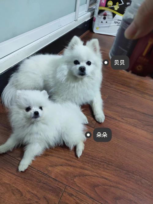 博美犬的智力排名,博美犬智商媲美人类幼童