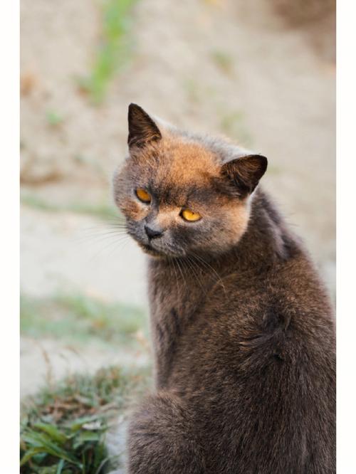 卡特尔猫的独特魅力和实用性,卡特尔猫的智力表现与性格特点
