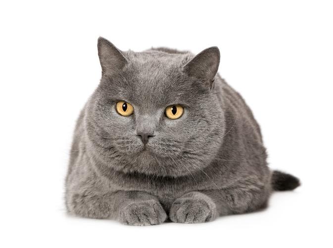 卡特尔猫的独特魅力和实用性,卡特尔猫的智力表现与性格特点