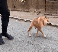 卡西莫多犬:无颈奇迹般的德国牧羊犬(卡西莫多犬:源自《钟楼怪人》,却饱受畸形之苦)