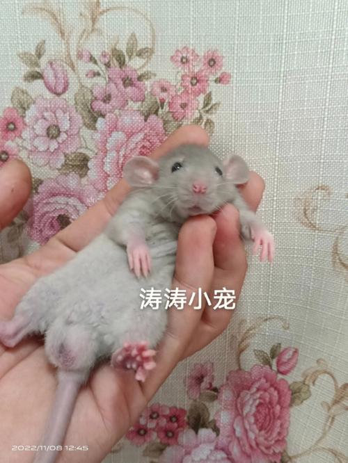 卷毛的灵敏小精灵(深受喜爱的卷毛小捣蛋鬼)