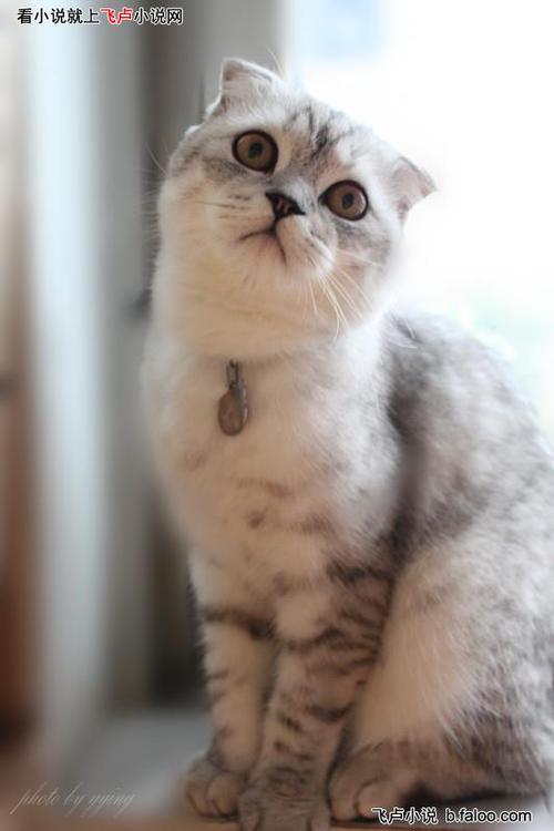 只有可乐罐大小的猫(为折耳猫塑造小猫般的外表)