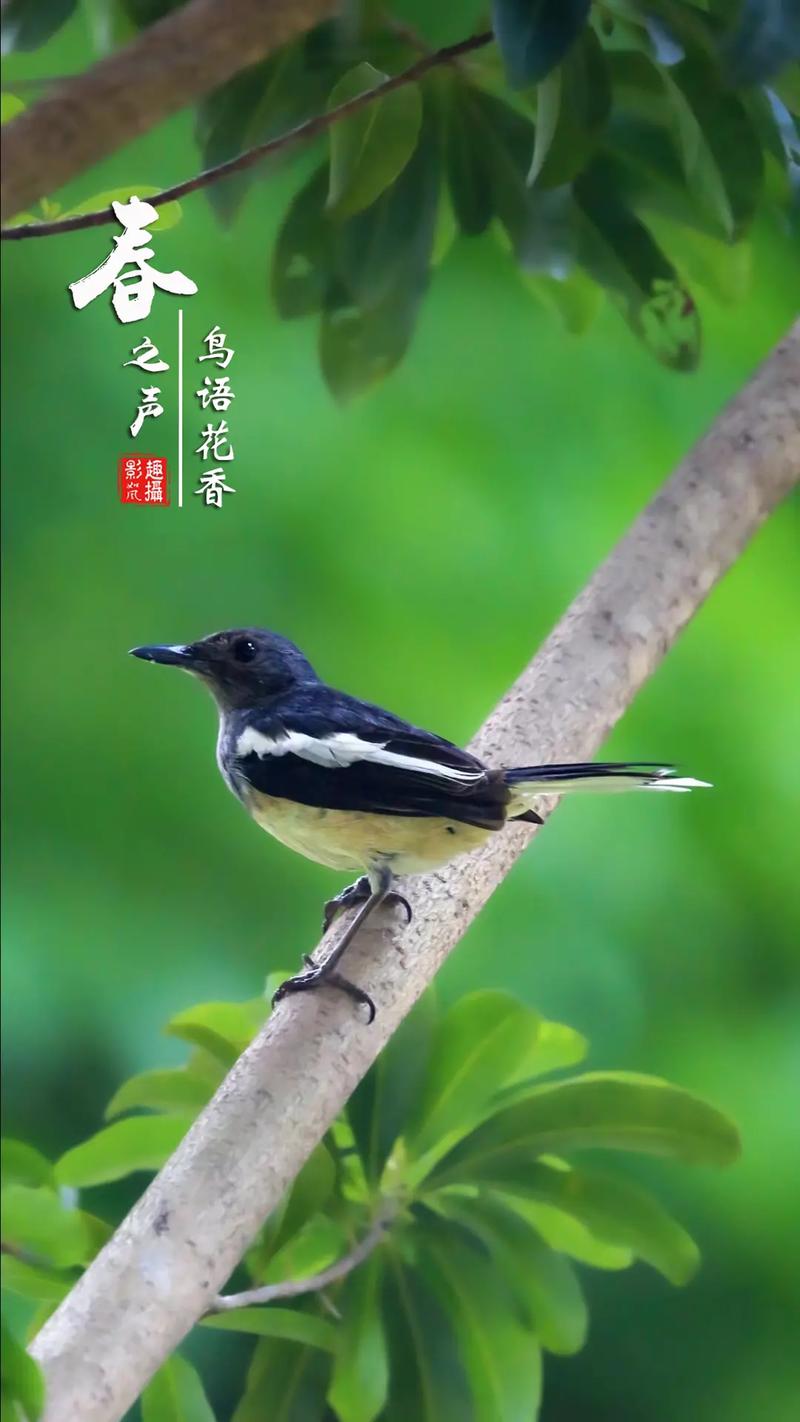 四季欢歌的四喜之鸟(喜鹊般的四喜鵲鸲鸟)