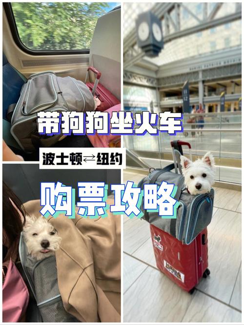 坐火车能带宠物吗(火车上宠物携带规定)