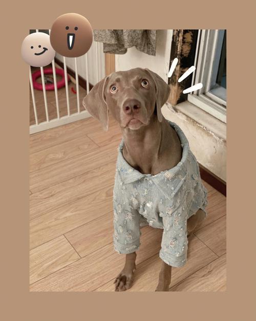 备受青睐的短毛犬(短毛犬的活跃生活方式指南)