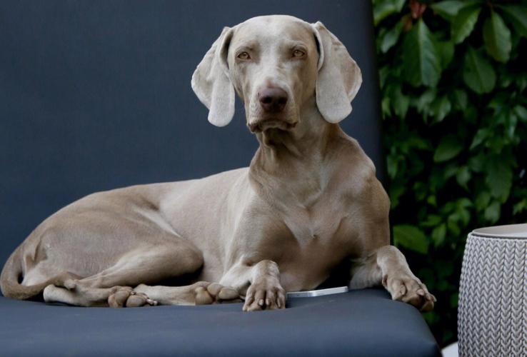 备受青睐的短毛犬(短毛犬的活跃生活方式指南)