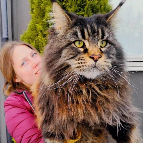 大型猫品种(世界上体型最大、价格最贵的家猫)