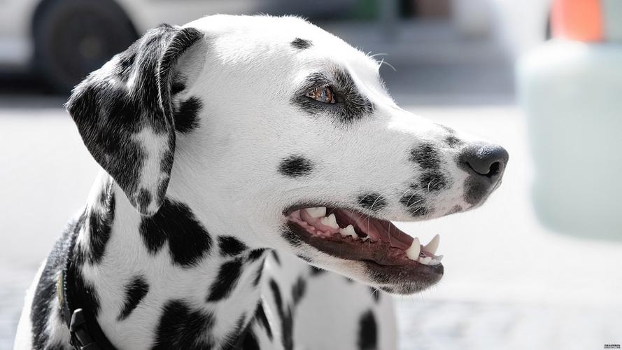 大麦町犬的忠诚守护(大麦町犬的旺盛精力不容小觑)