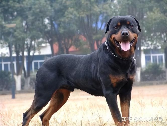 天生缺失尾巴的忠诚犬类伙伴,柯基、罗威纳和阿登牧牛犬的无尾特质